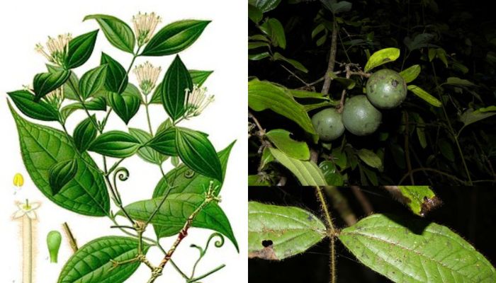 Cây thuốc được sử dụng rất phổ biến hiện nay