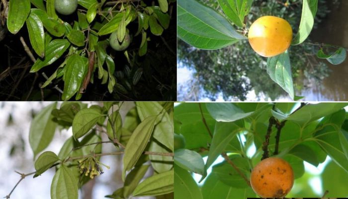 Cây cho curarơ là loại cây dây leo thân gỗ