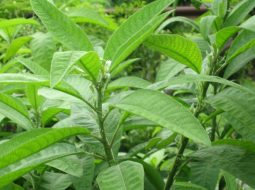 Mẹo dùng cây đại bi chữa xương khớp giúp giảm đau, mạnh gân cốt