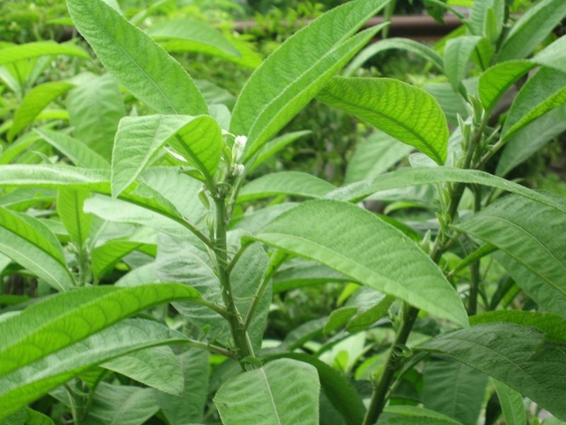 Mẹo dùng cây đại bi chữa xương khớp giúp giảm đau, mạnh gân cốt