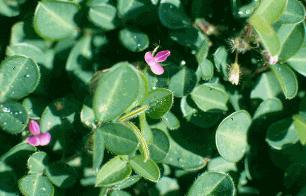 Cây hàn the thường mọc ở ven đường
