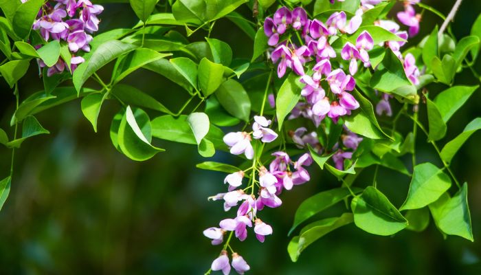 Cây thuốc có thể dùng để trị bệnh về ký sinh trùng