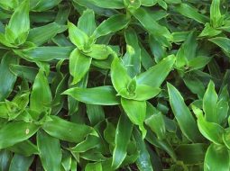 Mẹo dùng cây lược vàng hỗ trợ xương khớp: Coi chừng lợi bất cập hại!