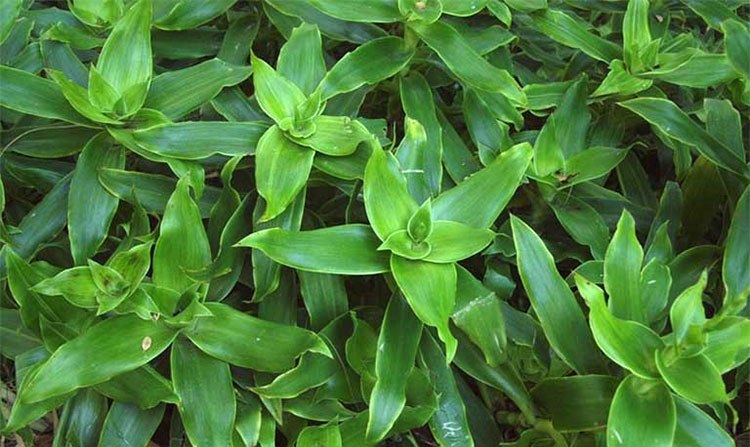 Mẹo dùng cây lược vàng hỗ trợ xương khớp: Coi chừng lợi bất cập hại!