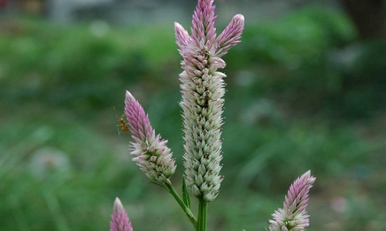 Cây mào gà trắng thuộc họ dền