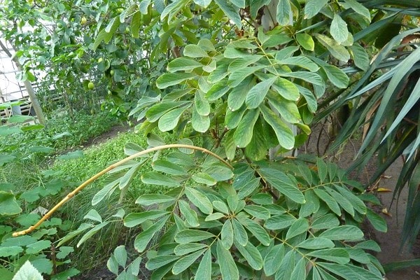 Vị thuốc giúp thanh nhiệt giải độc rất tốt