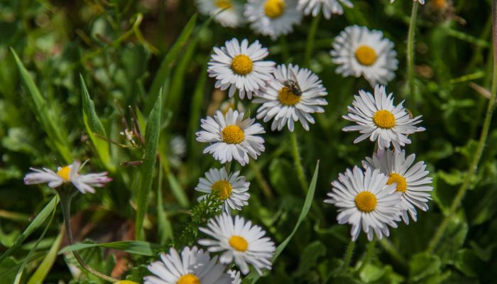 Cúc trừ sâu có tể trị chấy rận khá tốt