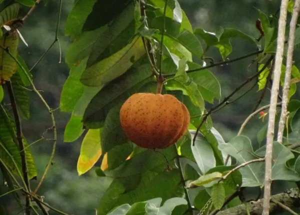 Cây đài hái là loại cây dây leo mọc hoang khá nhiều