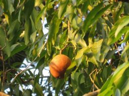 Cây đại phong tử mang tới nhiều giá trị cho y học cổ truyền