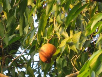 Cây đại phong tử mang tới nhiều giá trị cho y học cổ truyền