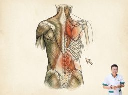 Đau lưng bên phải: Coi chừng thận yếu, thoát vị chớ chủ quan!