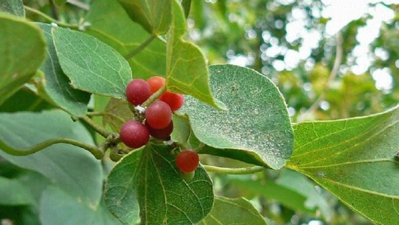 Lá tiết dê có thể hỗ trợ trị sỏi thận