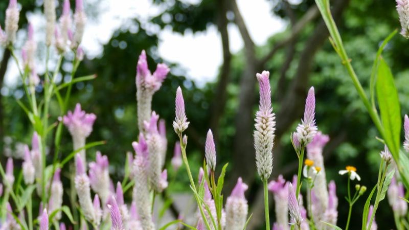 Vị thuốc có thể hỗ trợ tiêu viêm, cầm máu