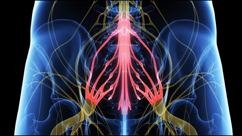Hội chứng chùm đuôi ngựa: Nguyên nhân, dấu hiệu và cách điều trị