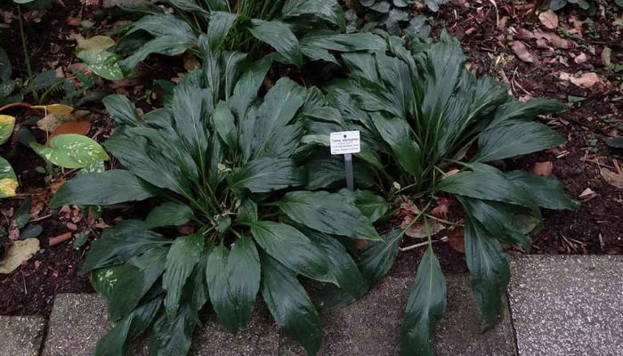 Hồi đầu thảo giúp điều hòa kinh nguyệt rất tốt