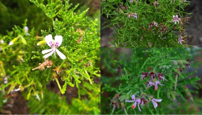 Vị thuốc giúp bà con cải thiện chất lượng giấc ngủ