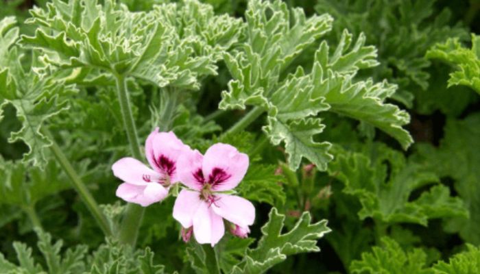 Hương diệp có tinh dầu chứa mùi thơm rất đặc trưng