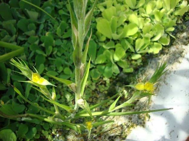 Cỏ đuôi lươn có giá trị lớn trong y học