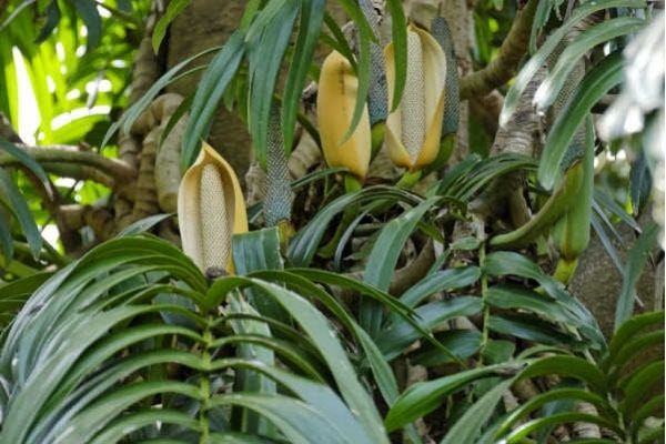 Cây Lân tơ uyn chủ yếu mọc ở vùng núi