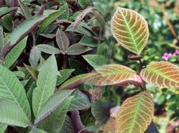 Cách dùng lá khôi tía dịu nhanh nóng rát, cải thiện trào ngược dạ dày