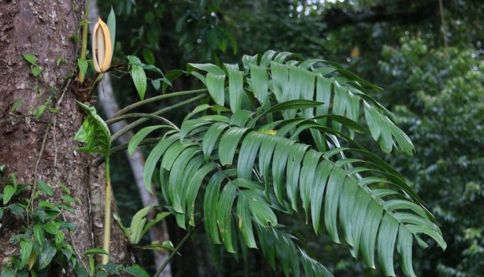 Cây thuốc hỗ trợ thanh nhiệt giải độc rất tốt