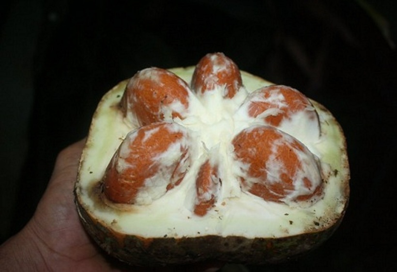 Đài hái giúp giảm táo bón khó tiêu