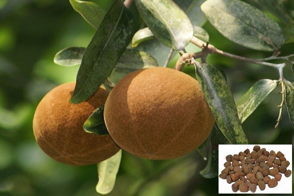 Vị thuốc hỗ trợ điều trị nhiều bệnh lý ngoài da