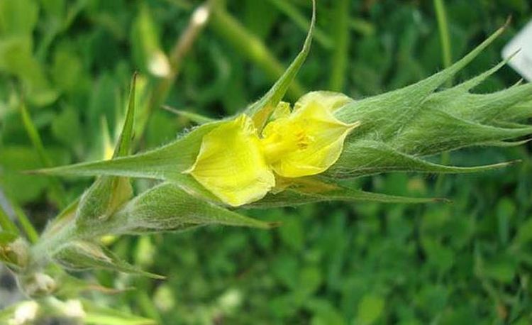 Vị thuốc trị tiểu buốt tiểu rắt rất tốt