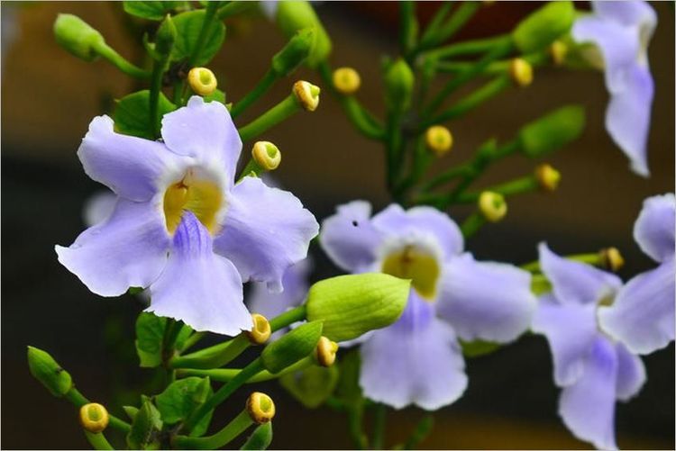 Cây bông báo có tác dụng gì? | Vinmec