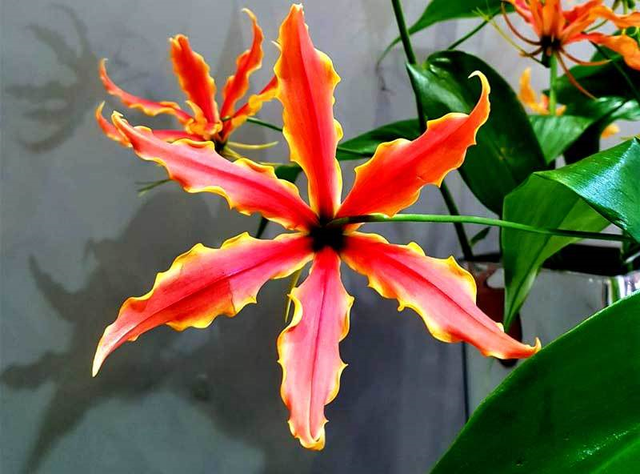 Vị thuốc có thể dùng để trị gout