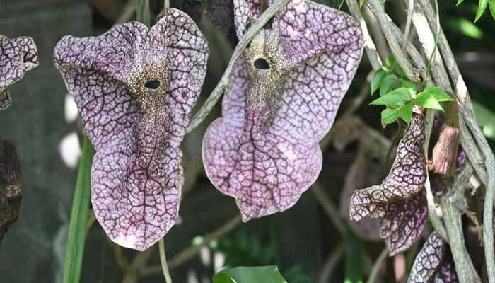 Quảng phòng kỷ là vị thuốc được dùng rất phổ biến hiện nay