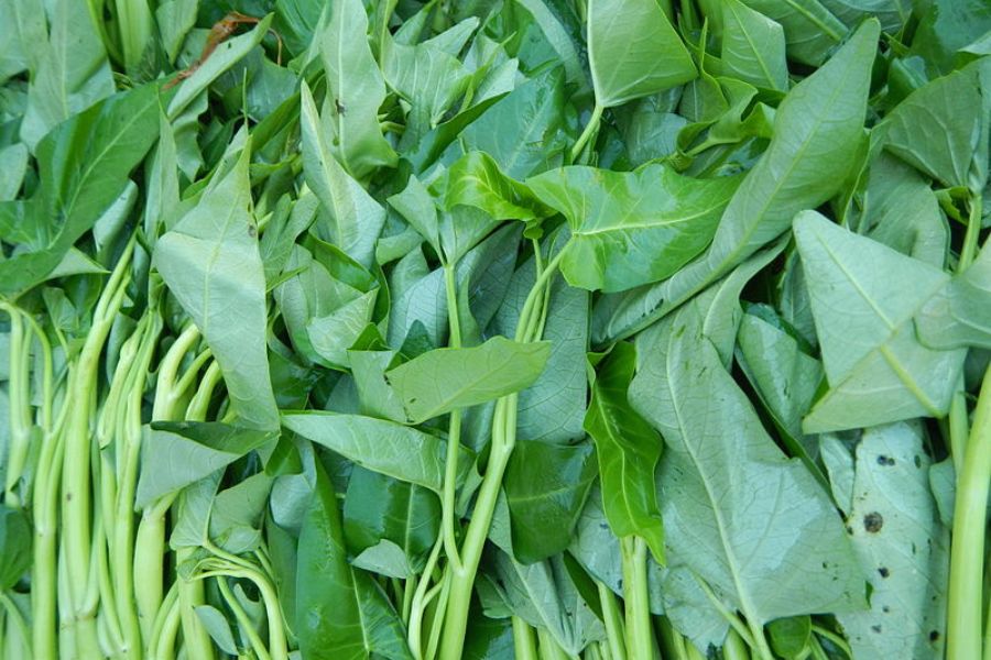 Cách Trồng Rau Muống Nước Đạt Năng Suất Cao – bTaskee