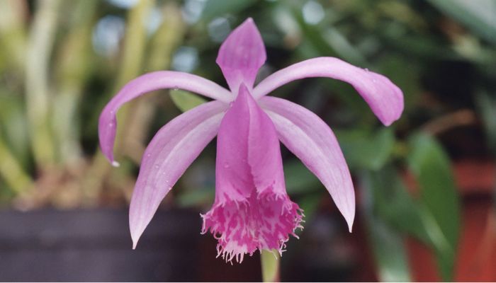 Cây thuốc có thể dùng để trị hạch sưng tấy