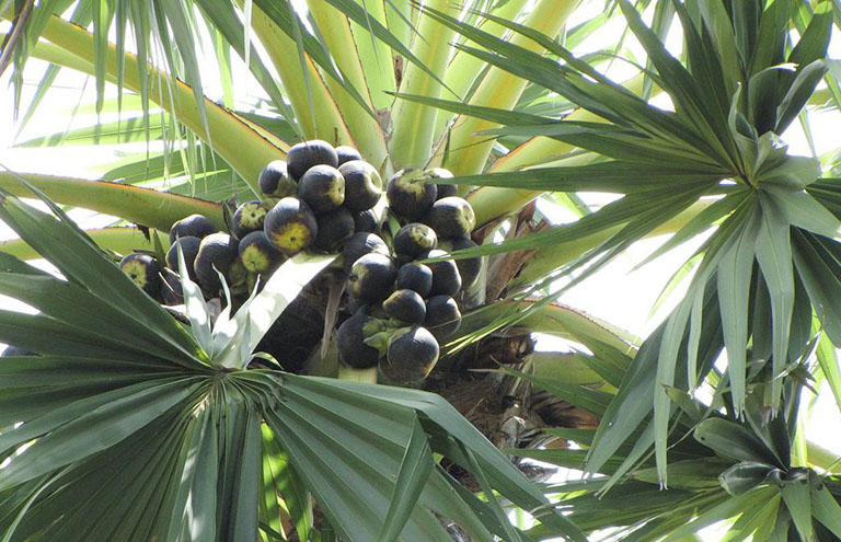 Thốt nốt có thể hỗ trợ tăng cường tiêu hóa