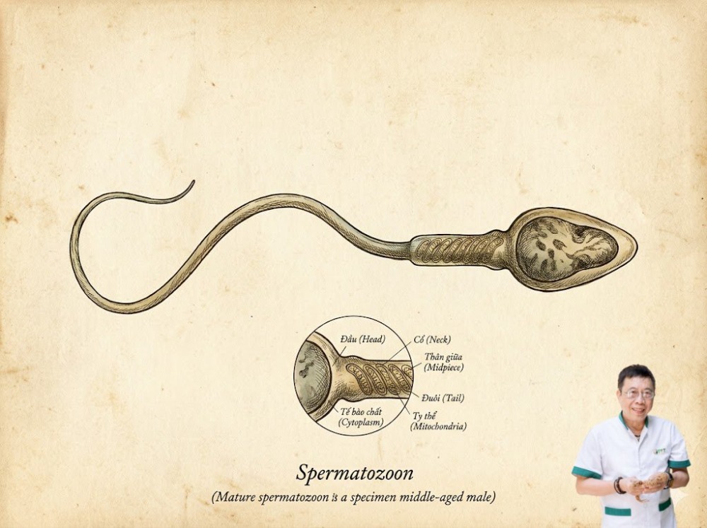 tinh trùng ở tuổi trung niên