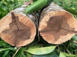 Cây trầm hương mang hương thơm vô cùng đặc trưng