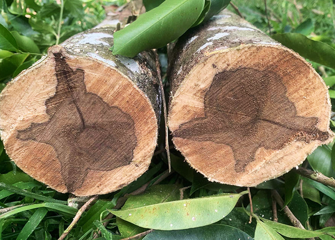 Cây trầm hương mang hương thơm vô cùng đặc trưng