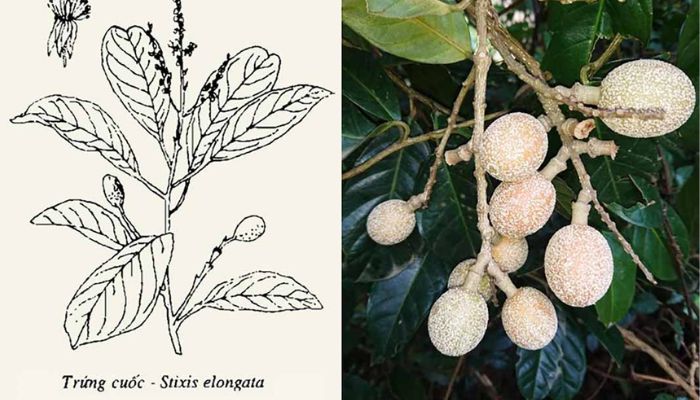 Cây thuốc có thể hỗ trợ trị viêm nhẹ ngoài da