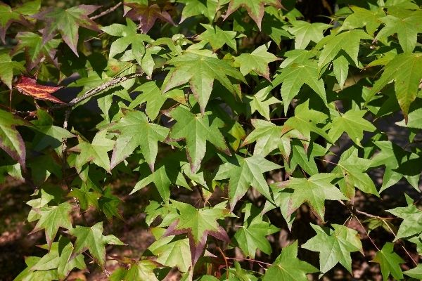 Tô hạp hương có thể hỗ trợ giảm đau tức ngực