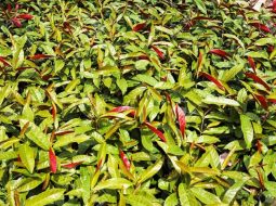 Mẹo dân gian trị mề đay: Bí quyết dứt ngứa an toàn tại vườn nhà