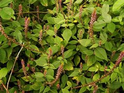 Mẹo dùng 5 loại cây cải thiện đau nhức xương khớp hiệu quả