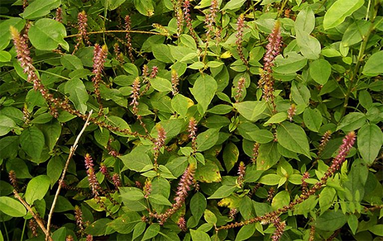 Mẹo dùng 5 loại cây cải thiện đau nhức xương khớp hiệu quả