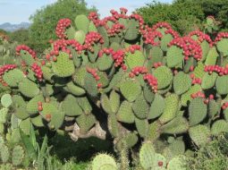 Xương rồng chữa xương khớp: Mẹo hay dứt đau hay rước họa vào thân?