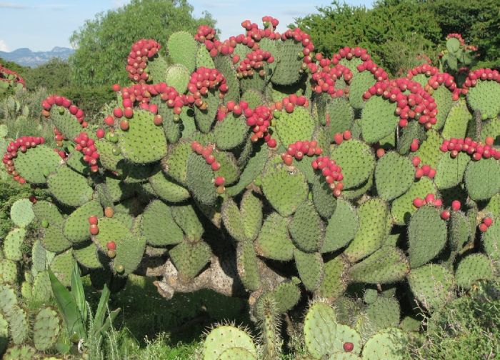 Xương rồng chữa xương khớp: Mẹo hay dứt đau hay rước họa vào thân?