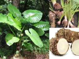 Củ ráy chữa xương khớp: Mẹo vườn nhà giúp bà con dứt đau nhức cốt xương