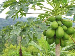 Đau nhức xương khớp: Dùng lá đu đủ sao cho đúng gốc, khỏe tận thân?