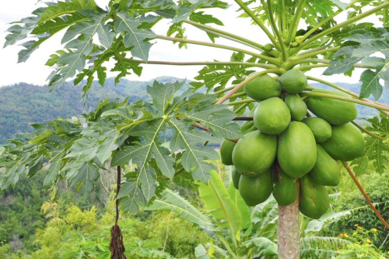 Đau nhức xương khớp: Dùng lá đu đủ sao cho đúng gốc, khỏe tận thân?