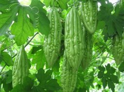 Trào ngược dạ dày có ăn được mướp đắng? Cần lưu ý những gì?