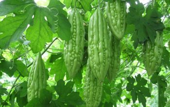 Trào ngược dạ dày có ăn được mướp đắng? Cần lưu ý những gì?