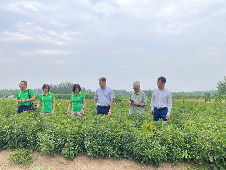Khảo sát chất lượng dược liệu tại vùng trồng luôn là hoạt động chuyên môn được Trung tâm Thuốc dân tộc coi trọng hàng đầu